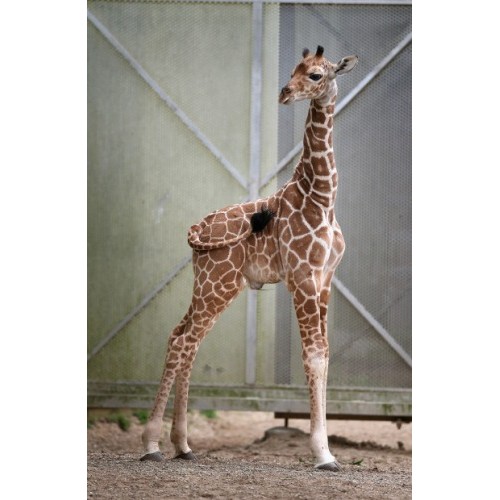 Фигурка - Детеныш жирафа  